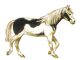 CAVALO