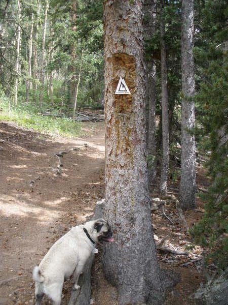 [tree.bmp]