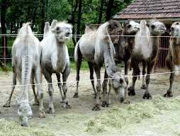 Camels in Austria