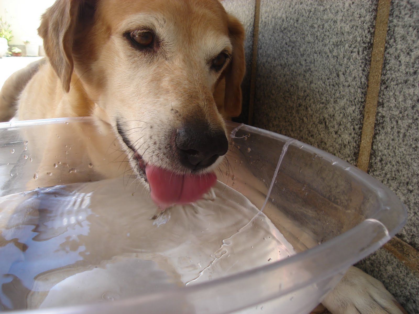 Resultado de imagem para Para cães, basta sentir calor intenso para dar inÃcio à hipertermia.