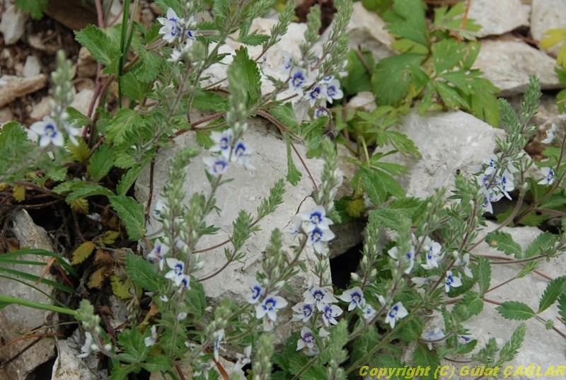 Veronica Sp