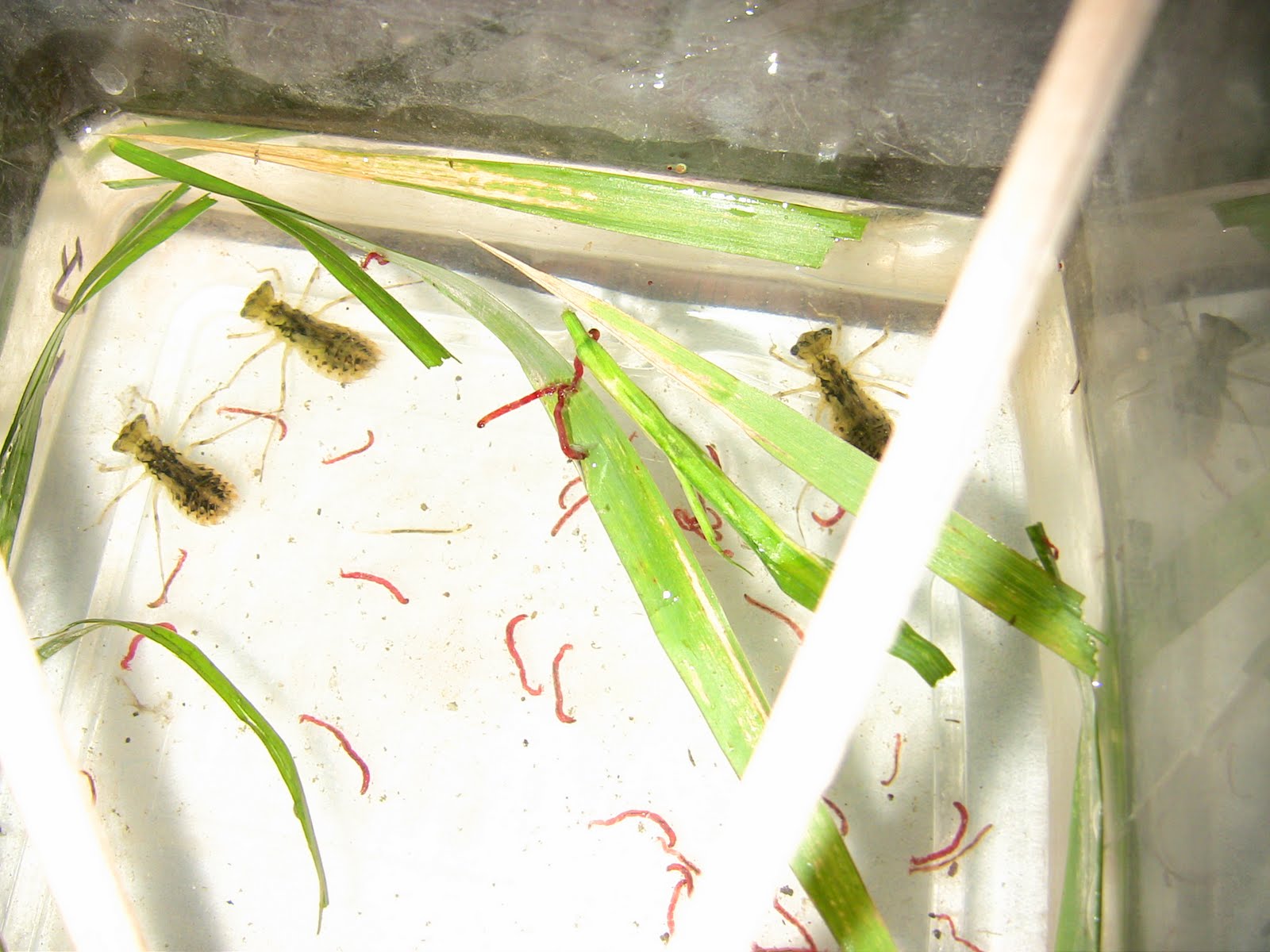 Dragonfly+larvae+buy