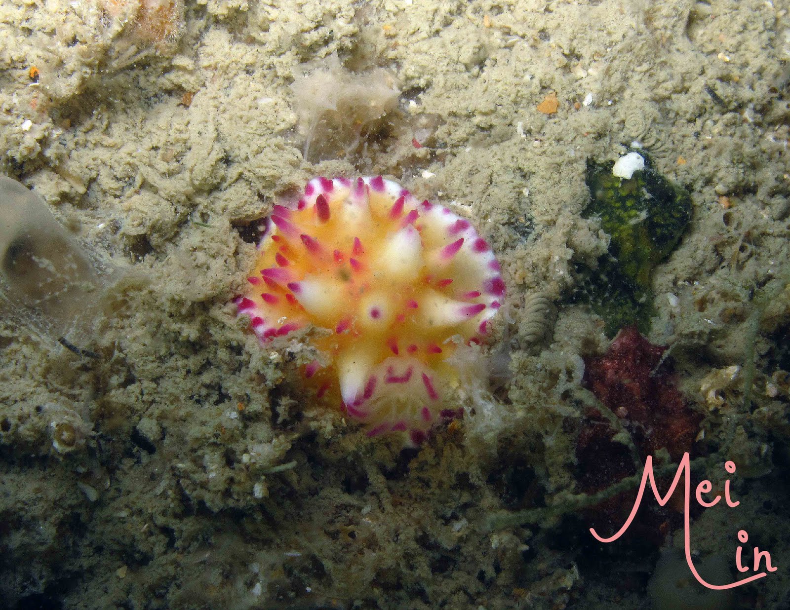Mexichromis Multituberculata