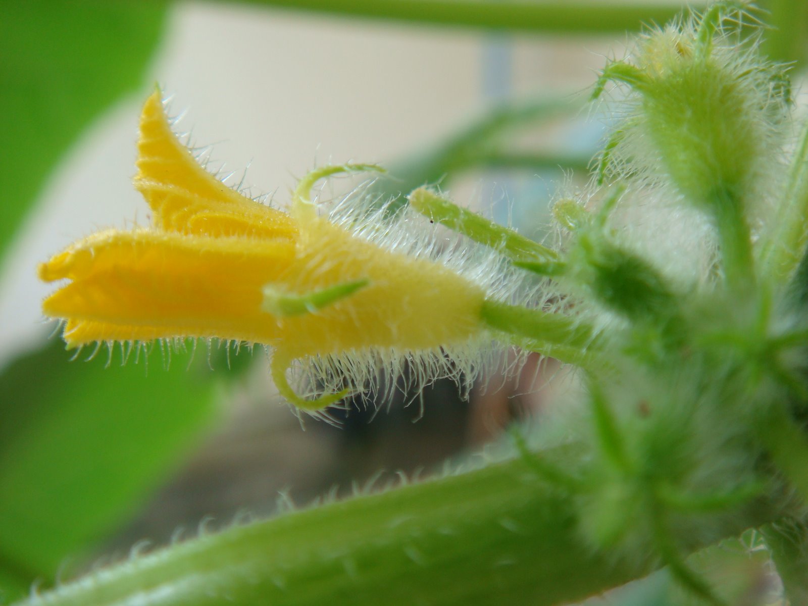 [cucumber+flower.JPG]