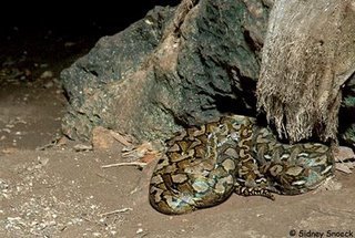 [python.JPG]