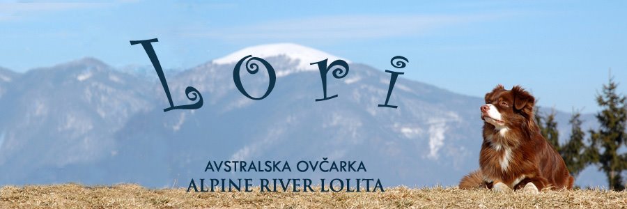 Avstralska ovčarka Lori