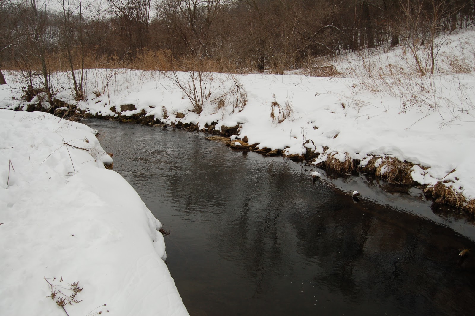 Sticky Ferrule South East Minnesota Winter 2011 Hay Creek