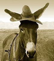 mule
