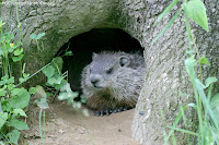 groundhog photo by Jacob Dingel