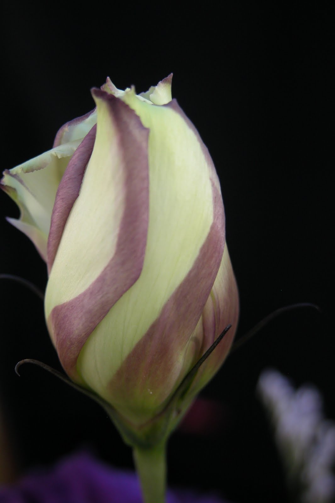 bud flower
