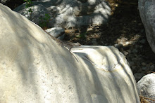 Cute lizard on a boulder