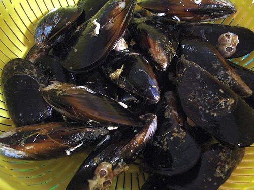 [mejillon1.jpg]