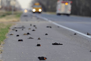 lluvia de cientos de pájaros en Arkansas