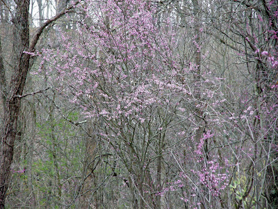 Dogwood+bush+pictures