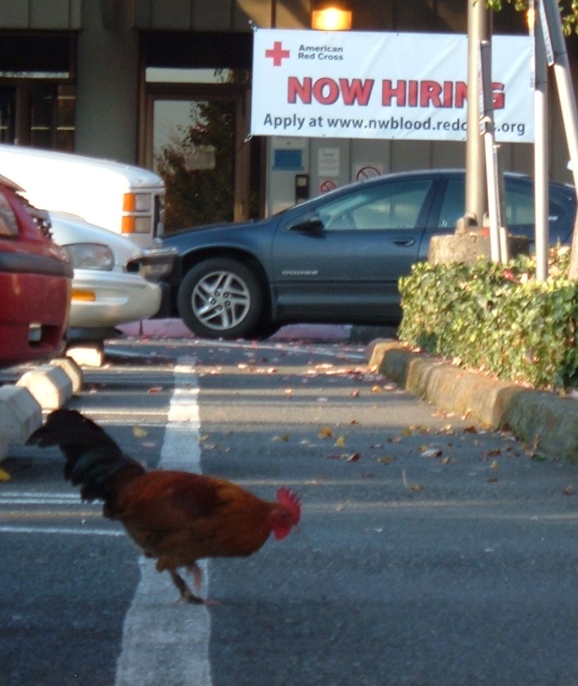 [Rooster_hiring_2.jpg]