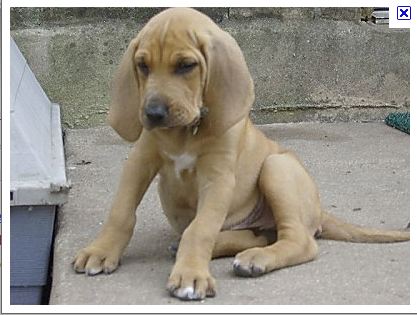 bloodhound dogs pictures. A loodhound puppy.