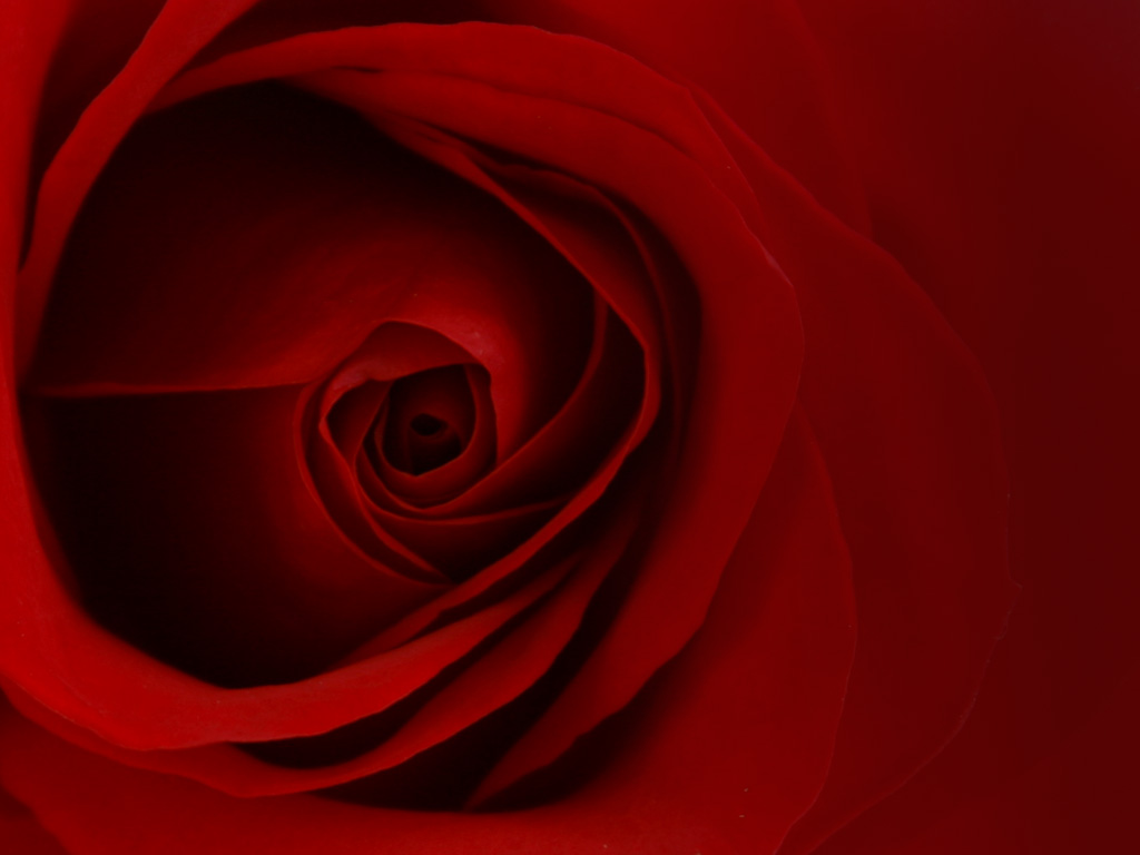 Rose Background Pics