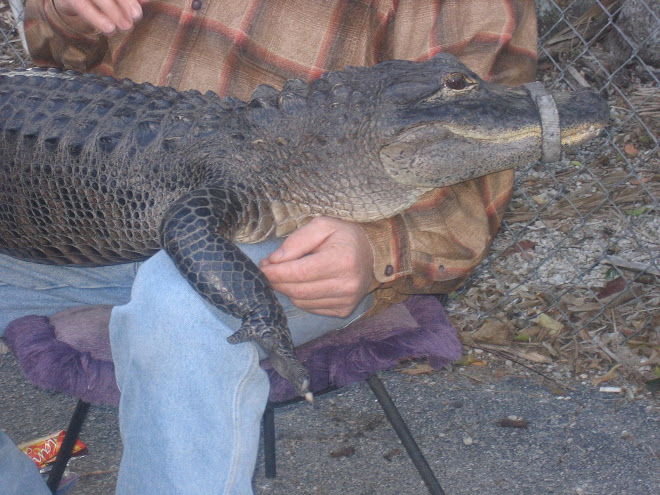 We all held this alligator