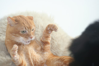 cat in defensive position