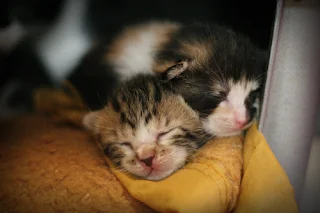 kittens sleeping