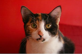 calico cat