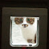 Cat Flaps