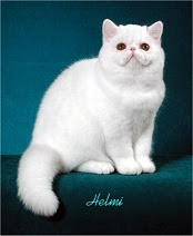 white cat