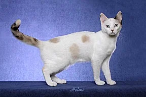 pointed and white cat