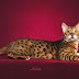 Savannah Cat and Bengal Cat Behavior