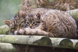 Scottish wildcat