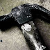 Killing Cats Hammer