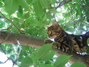 Bengal Cat high up
