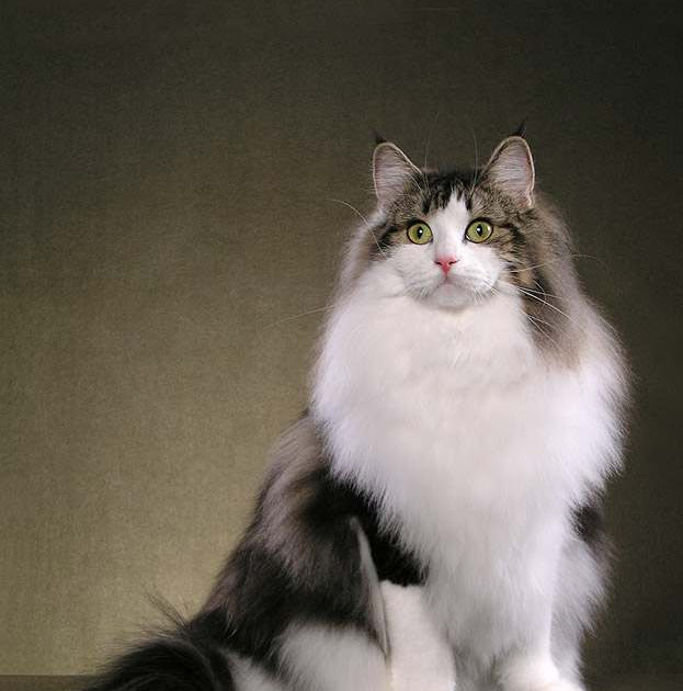 Norwegian Forest Cat Norwegian Forest Cat Adoption