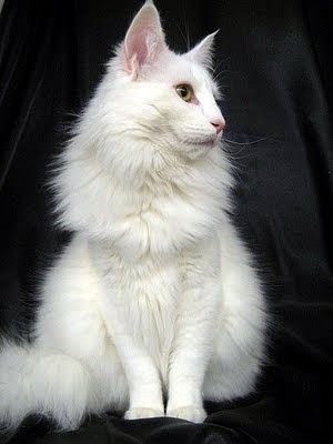 Blue Tabby And White Norwegian Forest Cat Blue Tabby And White Norwegian Forest Cat