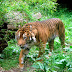 Biofuels Are Killing the Tiger
