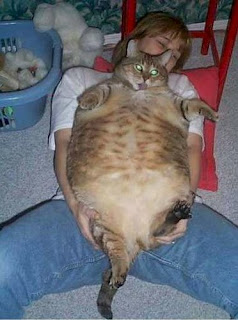 Image: http://4.bp.blogspot.com/_LlfXWxcpJyU/SFFkOMt8XkI/AAAAAAAAHxA/nU_0bJNX5PI/s320/big-maine-coon-Foxtonque.jpg