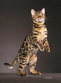 brown spotted tabby cat