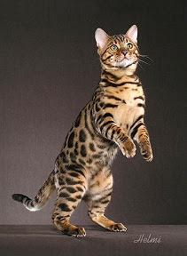 http://4.bp.blogspot.com/_LlfXWxcpJyU/SFXjo1ulDXI/AAAAAAAAHzQ/6FxCwKg06wo/s320/spotted-tabby-bengal-cat.JPG