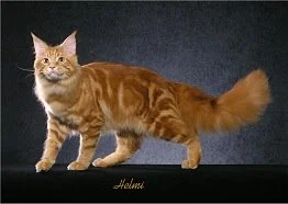 red classic tabby cat