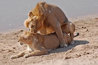 Lions mating