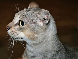 http://4.bp.blogspot.com/_LlfXWxcpJyU/SHXyvzbxcPI/AAAAAAAAISk/GXKnbkMNURA/s320/feral-cat-trimmed-ear.jpg