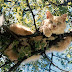 Cat Urine Smell Outside