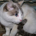 Feline leukemia symptoms