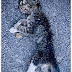 Run over a cat or dog
