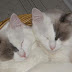 Identical Twin Cats?