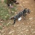 Ocelot kitten
