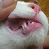Feline Gingivitis