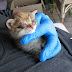 Feline Herpes Virus