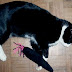 Is Christmas Bad for Cats?