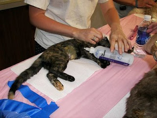 Trap Neuter Return on a Feral Cat